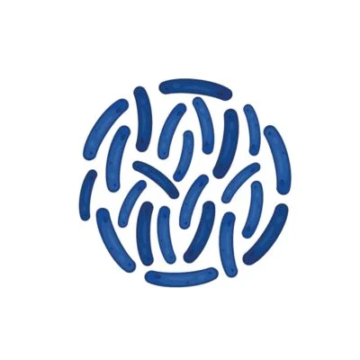 lactobacilli