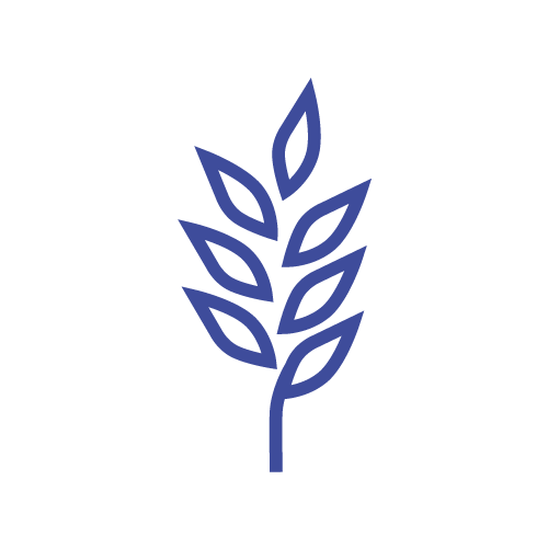Wild_Green_Oat